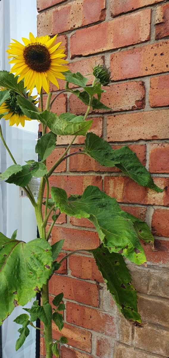 Screenshot_20210721-204535_Gallery