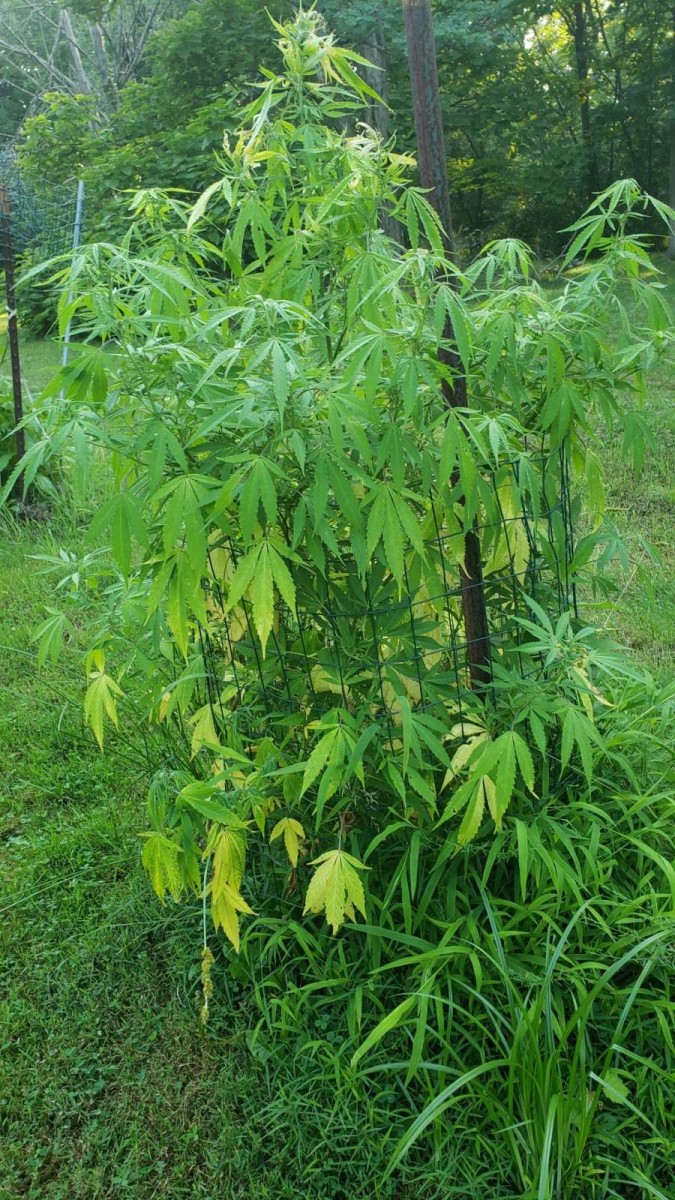 16269097697216097927033816789859