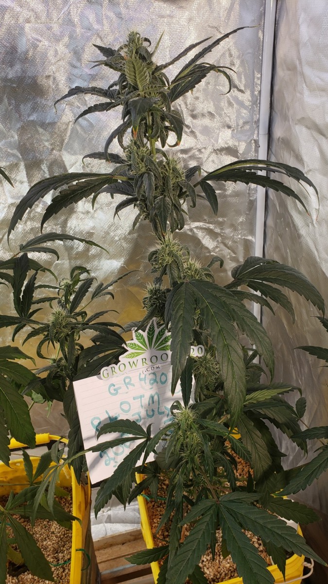 16269183525248770964517065240637