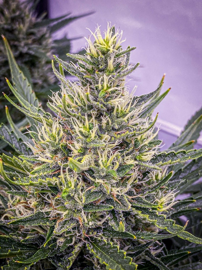 0F014682-41C7-4387-80F0-33A3BE12E30A