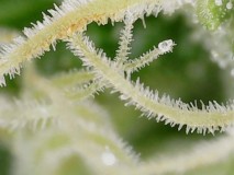 AC0434D9-8428-49C1-8D3F-D62F0C6C8181