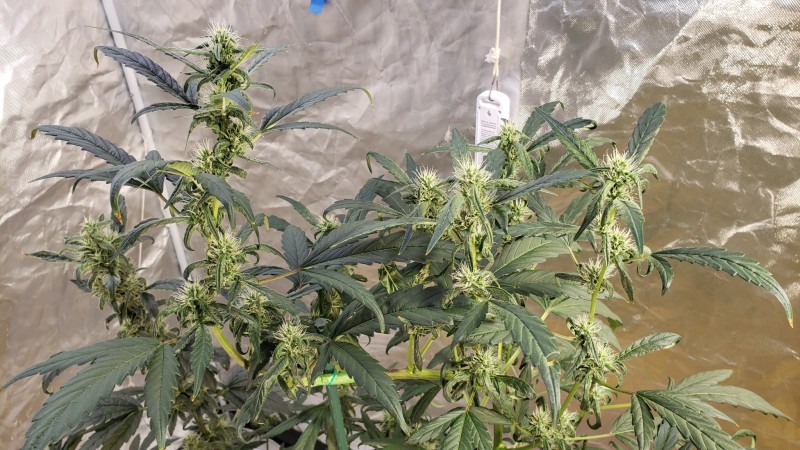 16269997286768329458732268154805