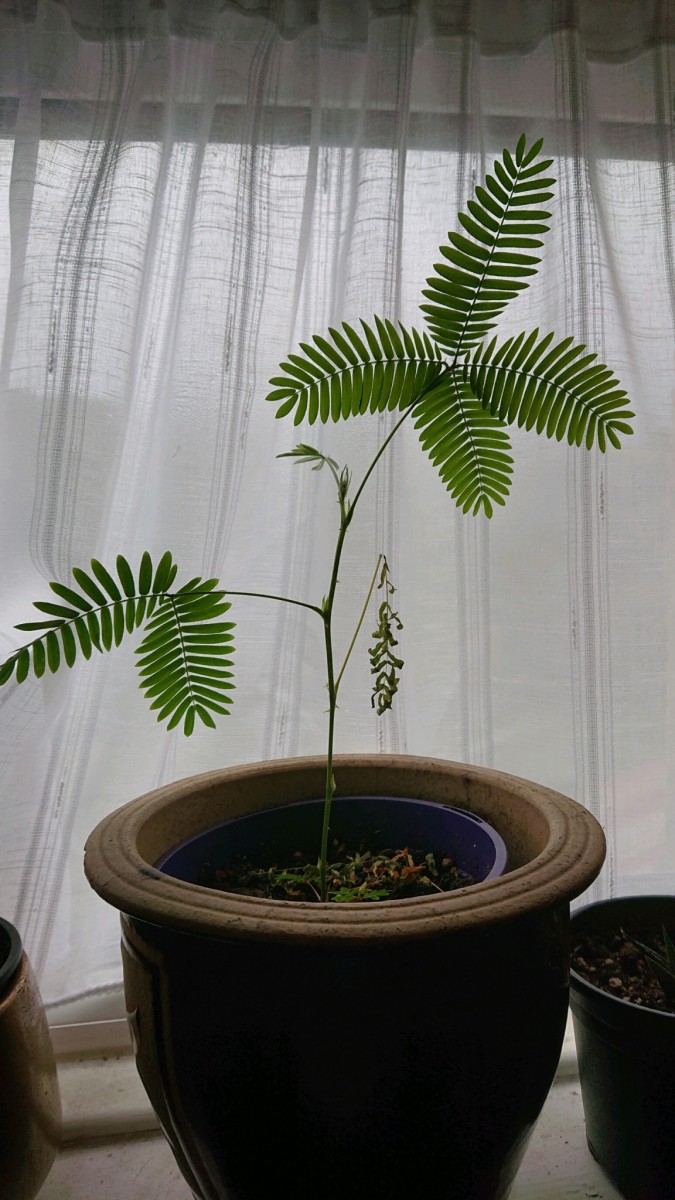 obscura1627123455836