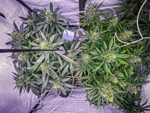 9D7B1AC0-CC62-4612-BE17-327E6BDAEF09