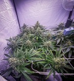 38D177A1-4122-4F9E-8E64-EEB945998501