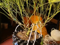 lollipopping cannabis plant (2)