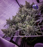 98C1E97B-C77A-4B77-A24B-9303712750D3