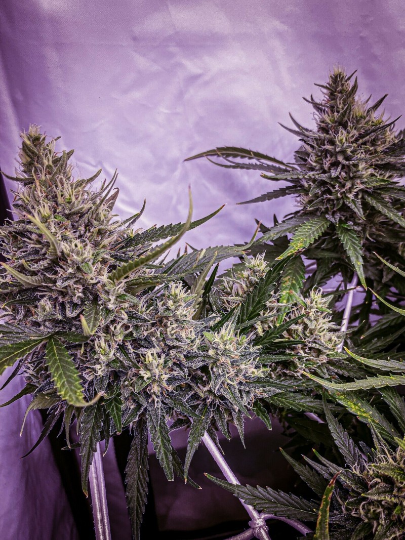 7FA99DE0-4909-482D-A0CB-8F0AE0EE1D29