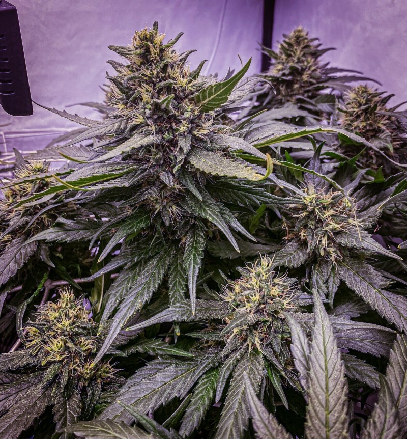 C55EF52C-58D9-4E88-B0A1-0D5188FDAED1