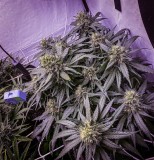 A1C525DB-01EB-49F4-983F-23A7526CF637