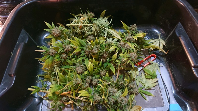 obscura1627317381531