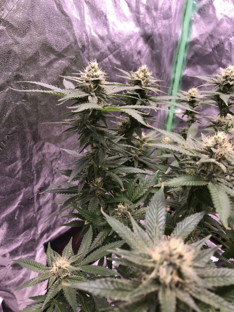 EFB607DC-22A7-4BBE-BA2A-B8D59DA03440