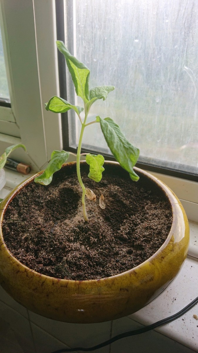 obscura1627491625624