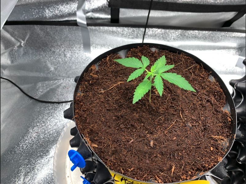 Cassandra 2021-07-29