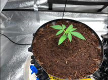 Cassandra 2021-07-29