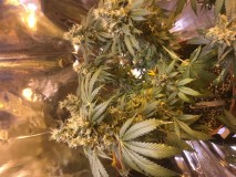 1AE91F0F-8DED-43F0-9D34-EA76BC496F6F