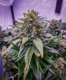 03FBB9B1-8234-4FBD-9208-2EF28FFF6CB9