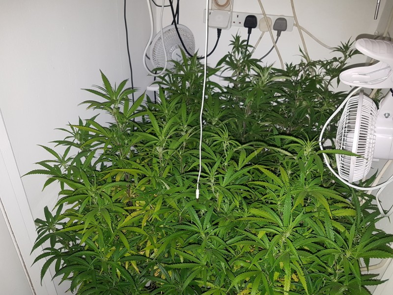 Luton cheese & Agent Orange