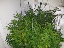 Luton cheese & Agent Orange