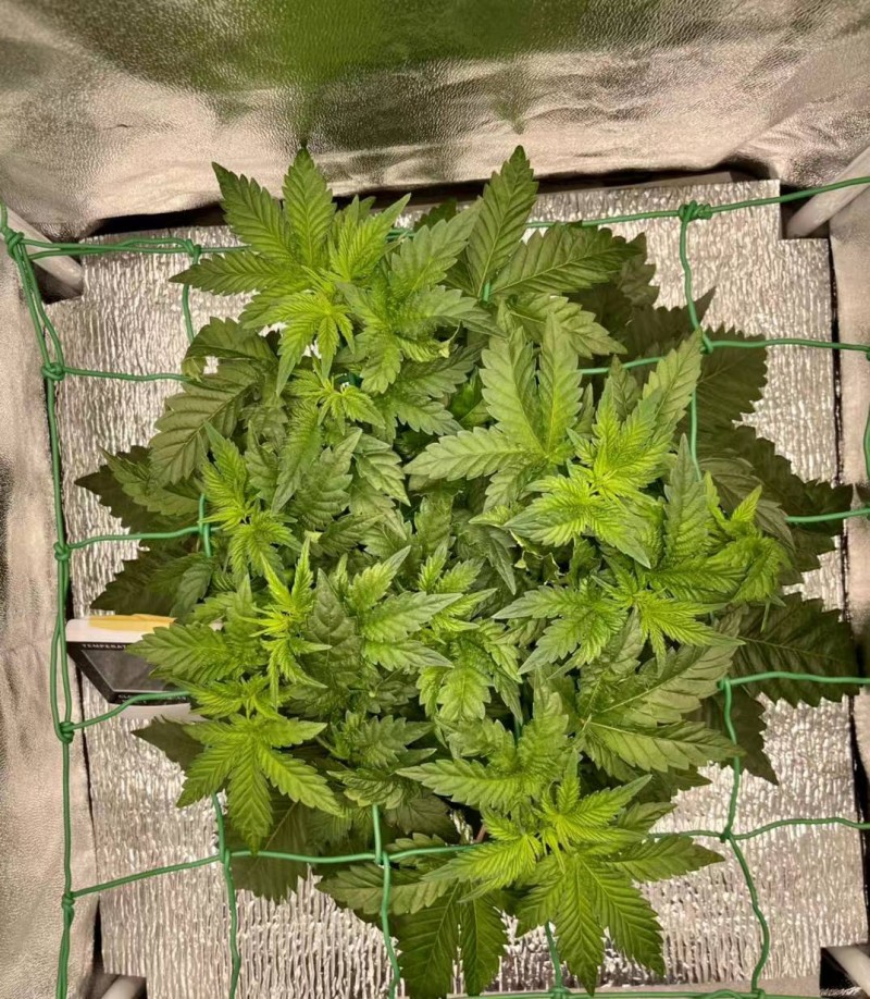 WeChat Image_20210802083819