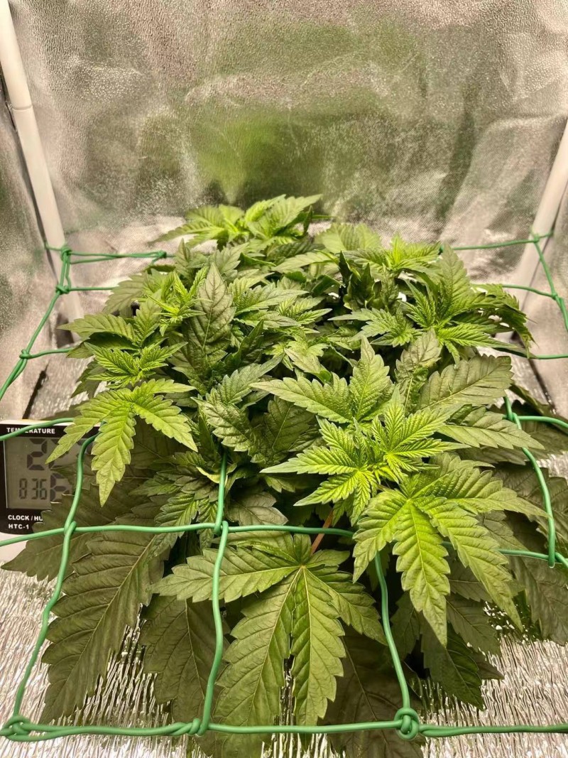 WeChat Image_20210802083826