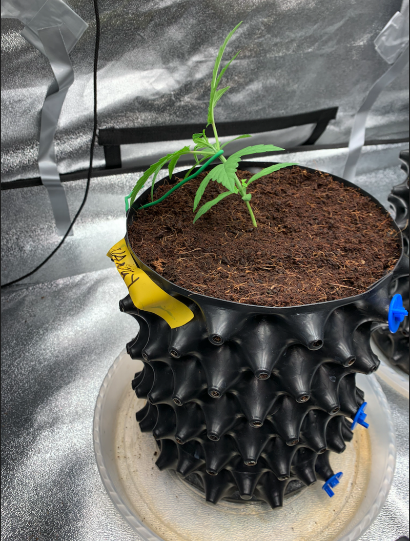 Vangy First Training 2021-08-02