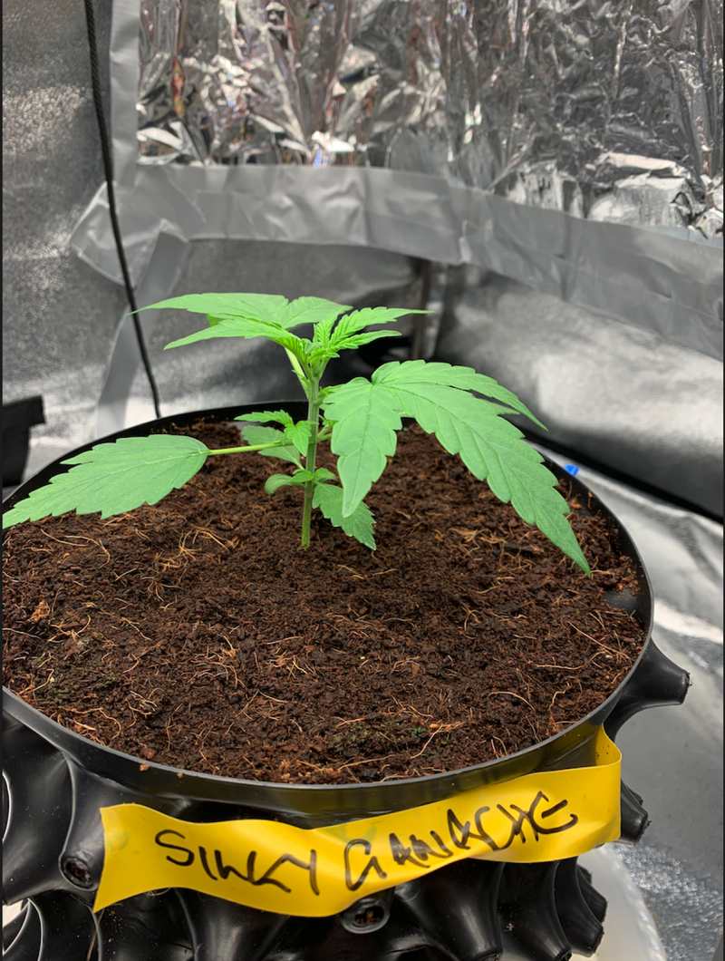 Silky 2021-08-02 at 12.31.5