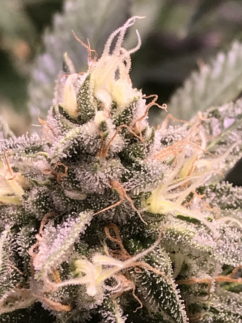 69BA55E2-5461-403C-AFD0-7044C74F244E