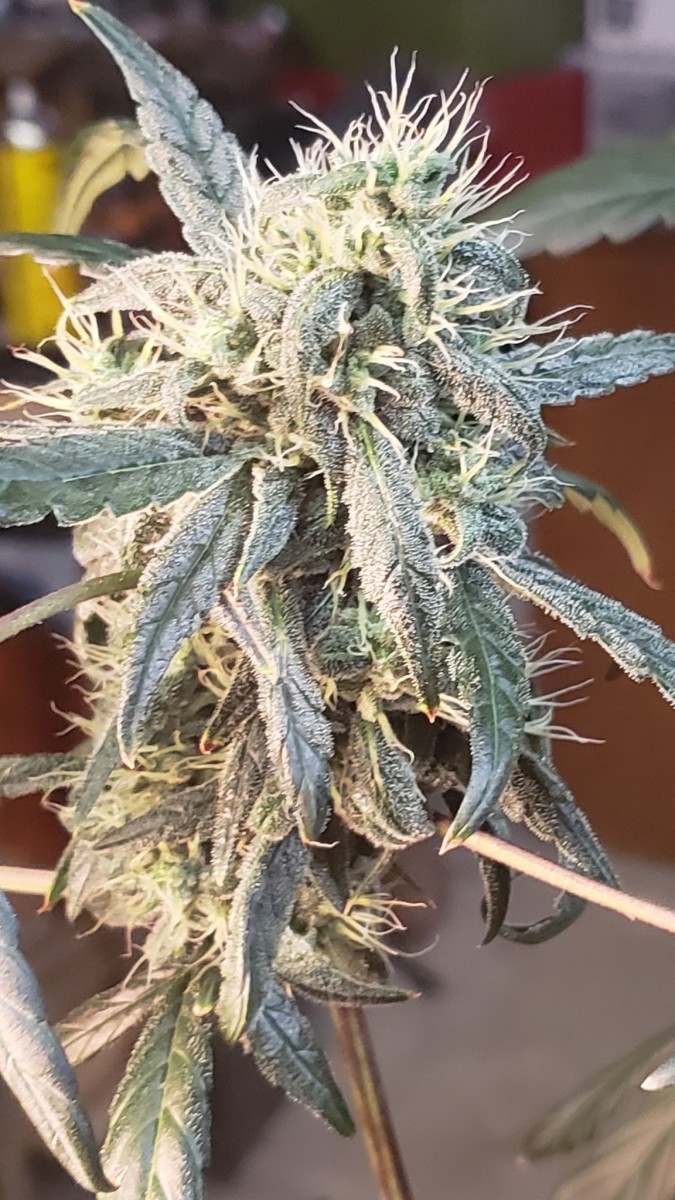 16281282798567866681225778440451