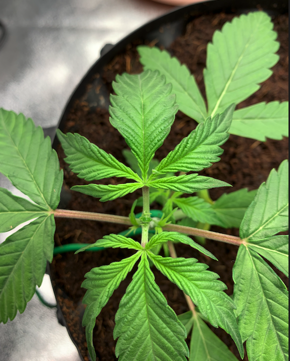 Silky topped 22021-08-05 at 13.45.26