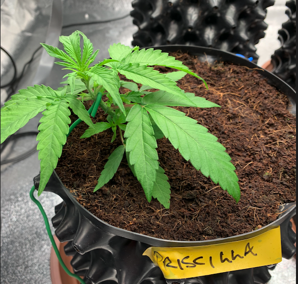 Priscilla 2021-08-05