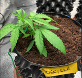 Priscilla 2021-08-05