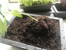 3F619285-EB0B-4932-8384-E6DC2D29D555