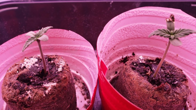 16282134630888478069180517414840