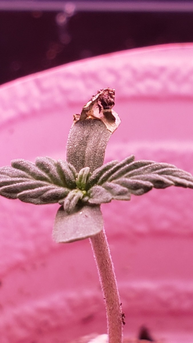 16282135839156506568349201863426