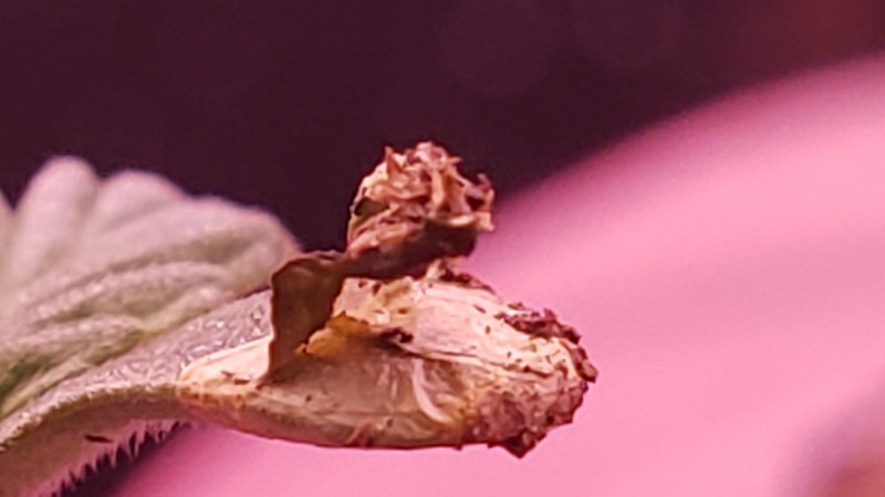 16282136379047200914519085842575