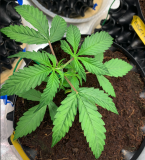 Cassandra 2021-08-06