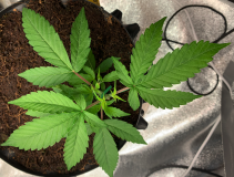 Priscilla 2021-08-06