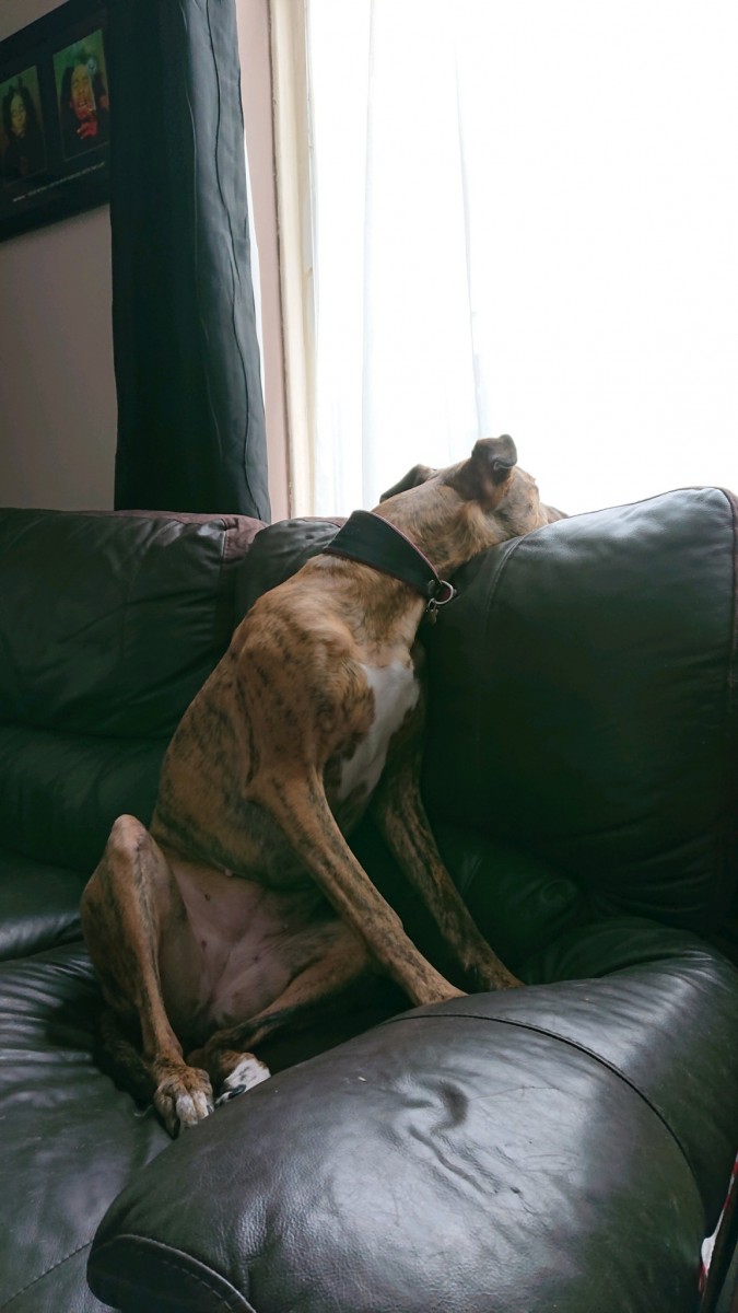 obscura1628251533305