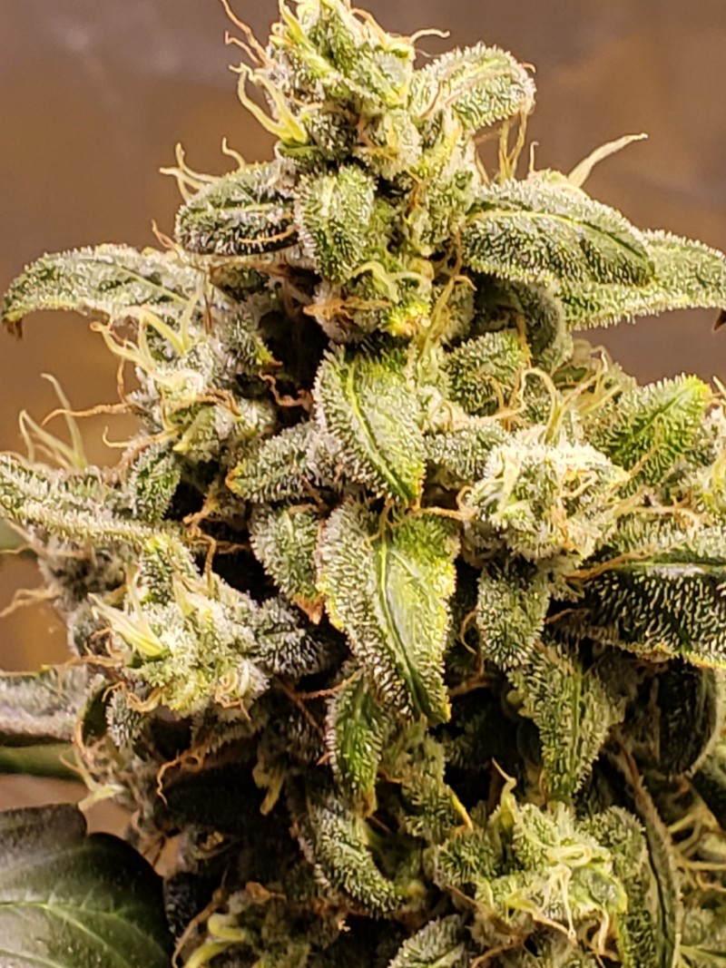 16282975963501810369073165739417