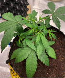 Cassandra 2021-08-10