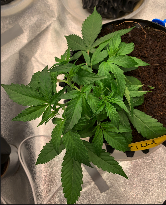 Priscilla 2021-08-10