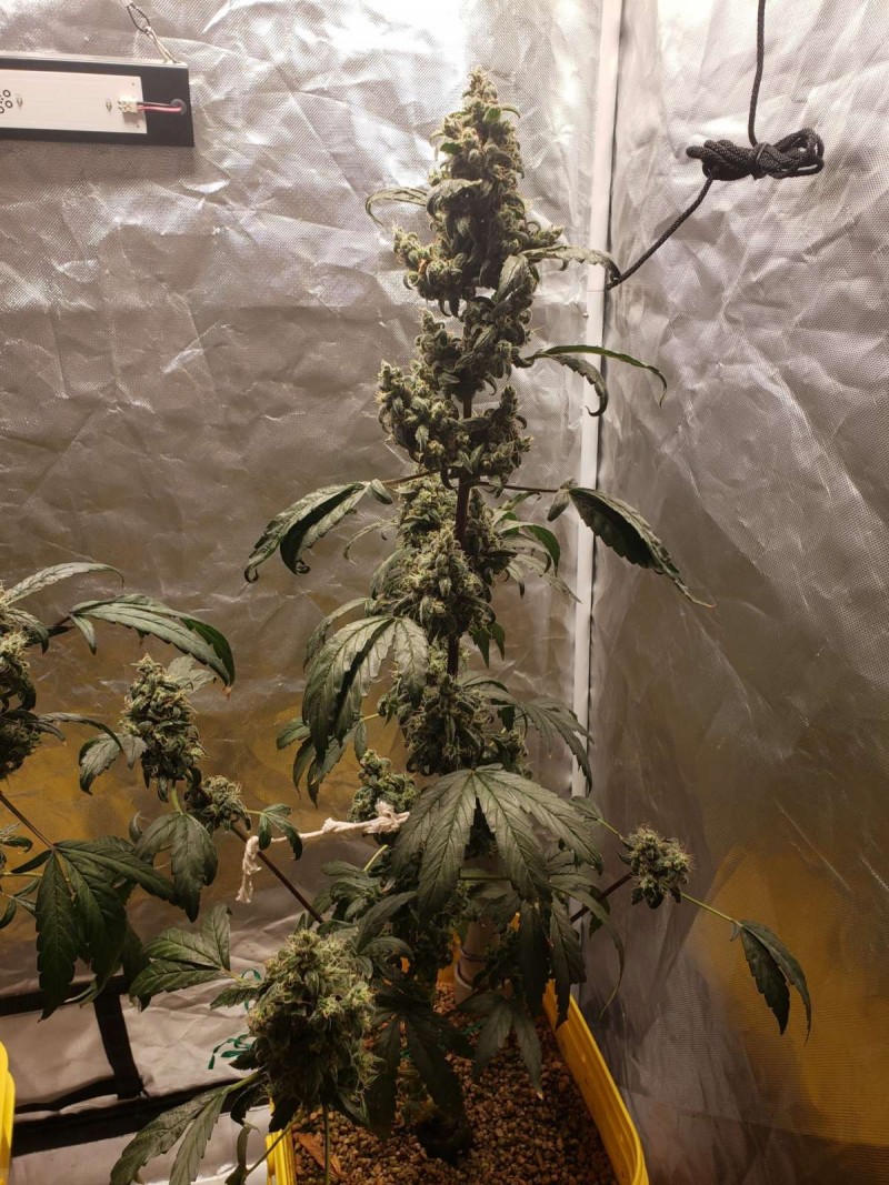 16287223004144524993349620815749