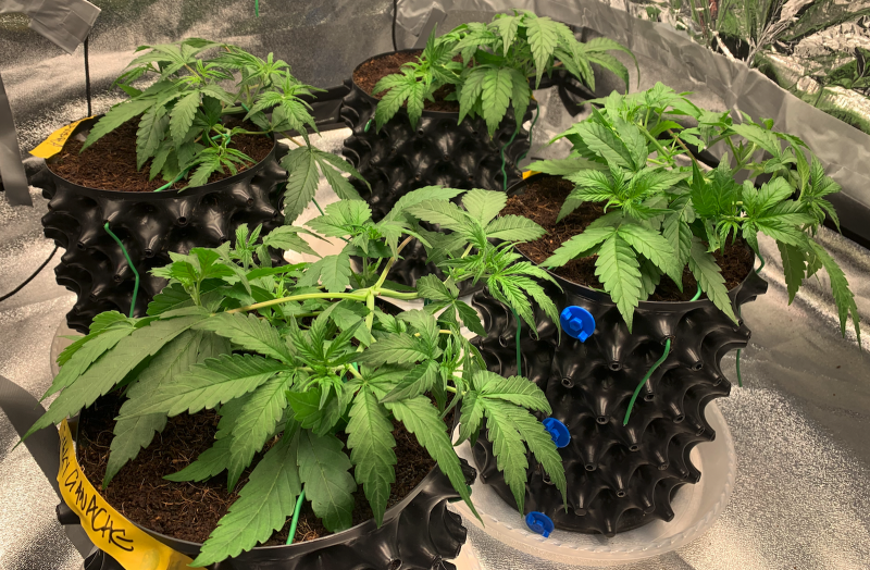 Ladies after their morning training and tucking 2021-08-12