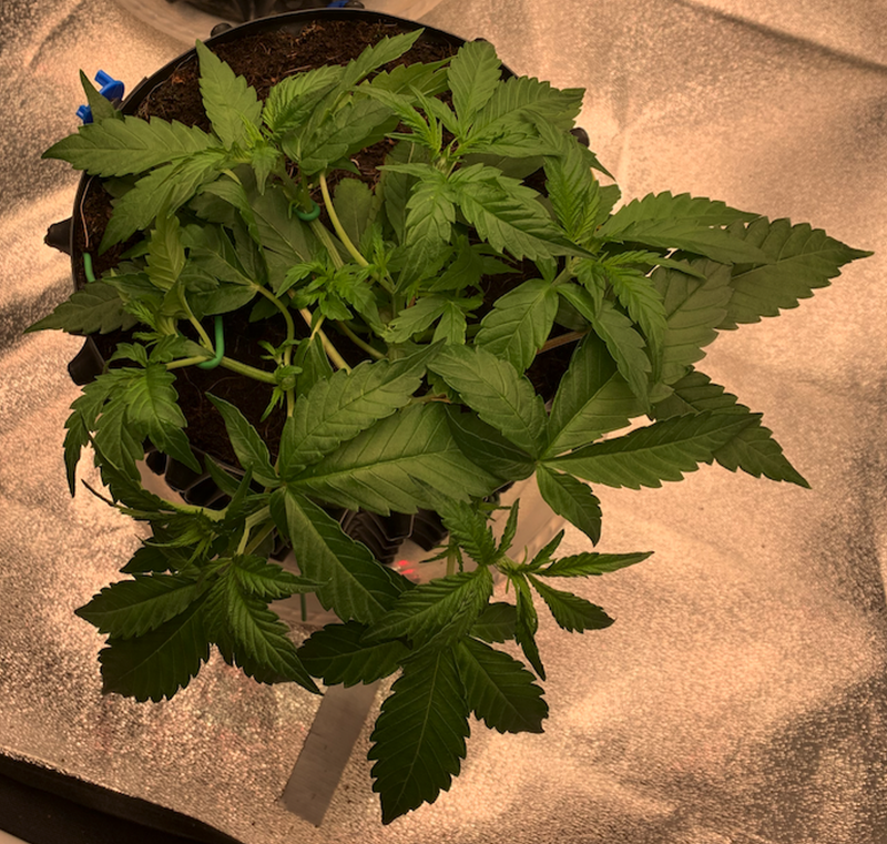 Priscilla 2021-08-12