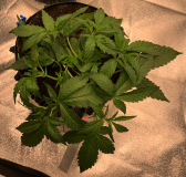 Priscilla 2021-08-12