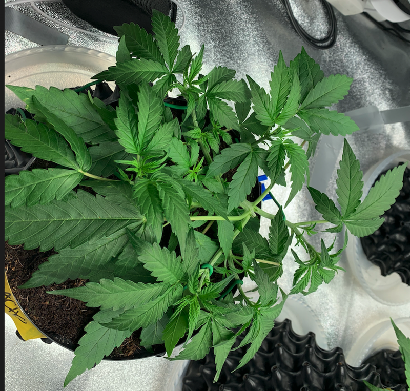 Silky Ganache 2021-08-12 at 12.47.20