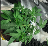 Silky Ganache 2021-08-12 at 12.47.20