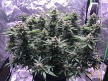 781C07E3-4339-42C9-AE45-B7A906373125