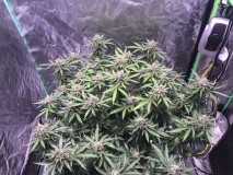 225ED0DA-2800-4425-9858-FC53C4759701